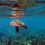 Морская черепаха. Мальдивские острова!
