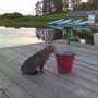 Любопытный котик во время рыбалки
