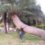 худенькая пальмочка в большом городе Сантьяго :-)