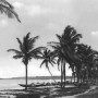 Пальмы на побережье Гвинейского залива