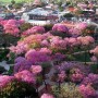 Цветущий Парагвай