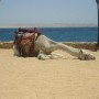 Верблюд на пляже в Хургаде