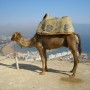 Ну и конечно верблюд (Марокко)