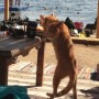 в продолжении темы про то, что кошкам в Египте все позволено:)))