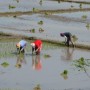 Тяжелый труд на рисовых плантациях