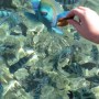 Рыбки Красного моря